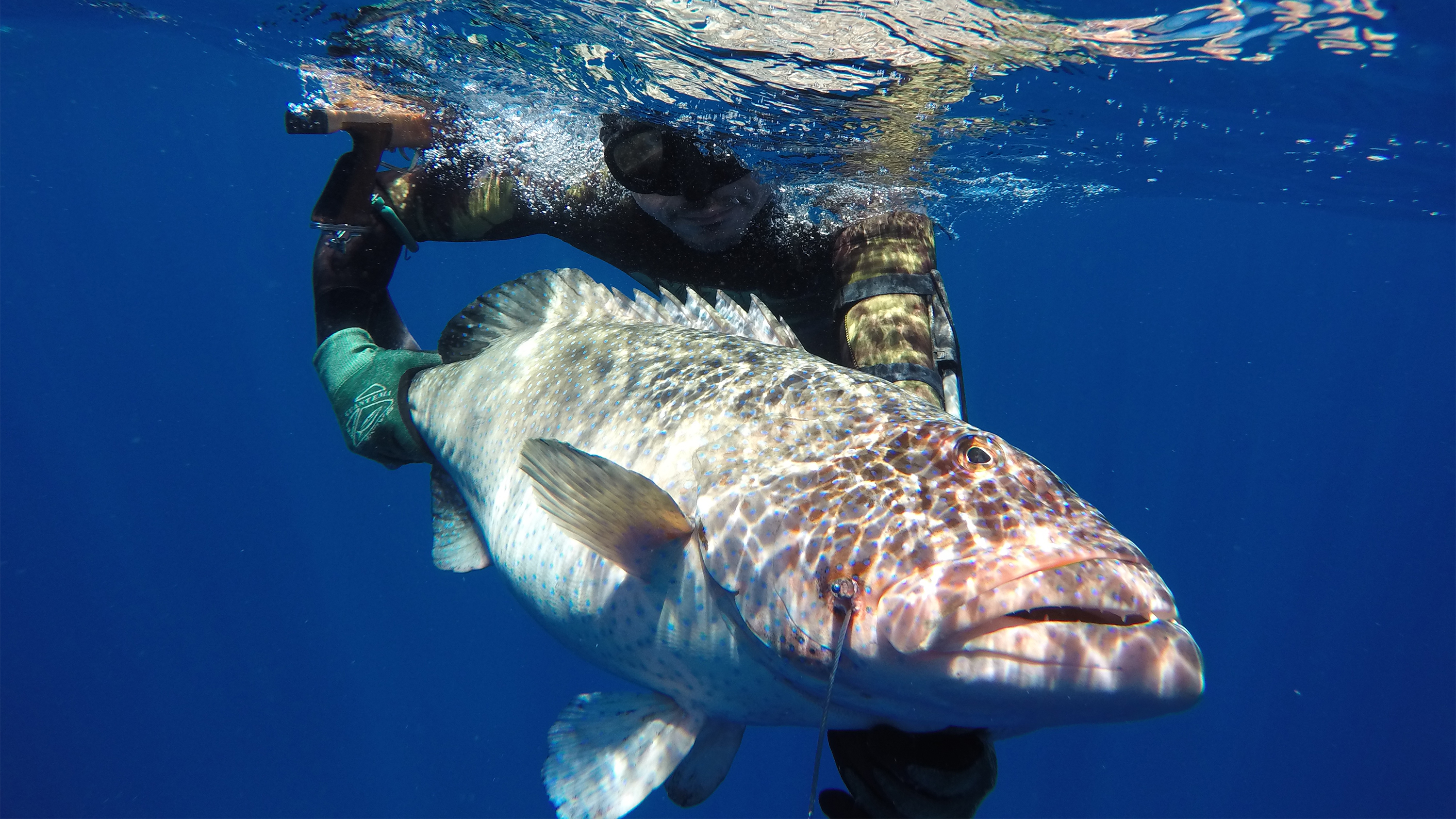 International Spearfishing Academy Slider Image 04
